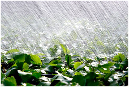 Agua de la misma lluvia